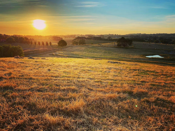 Farm Foundations, Bee hotels and the Effects of Bushfires.
