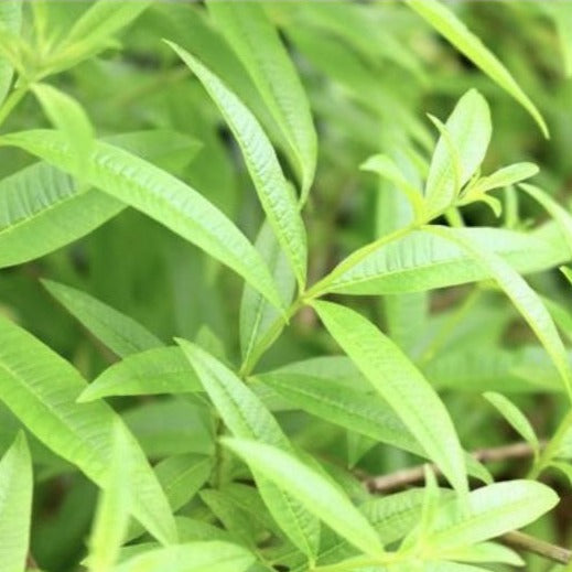 Lemon Verbena Organic Tea